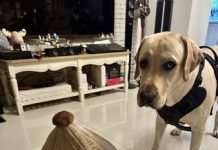 買飼料送帳篷!奴才手刀下訂收貨大笑 拉布拉多問號:這是帽子?