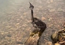 「世上最神祕鳥」被誤認普通水鳥 救援後證實:僅剩千隻的海南鳽